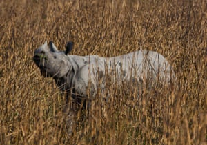 An Indian one horned rhino is pictured in the Kaziranga national park, Assam, India.
