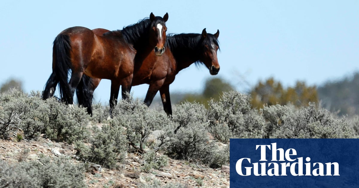 Why You Really Should But Really Can T Eat Horsemeat
