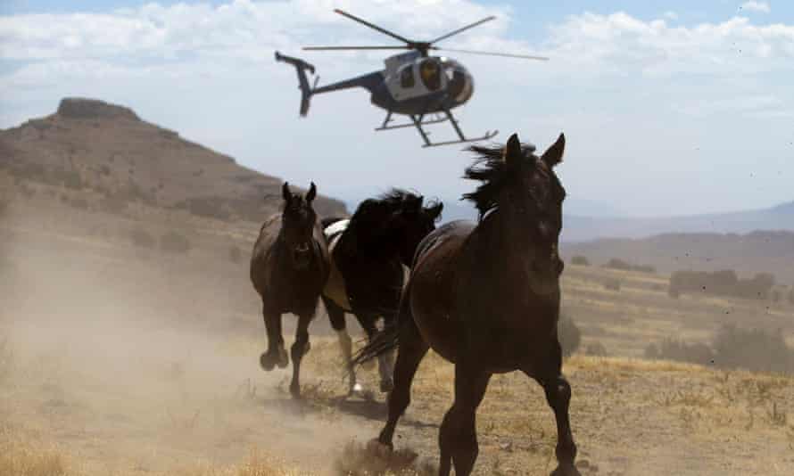 wild horses