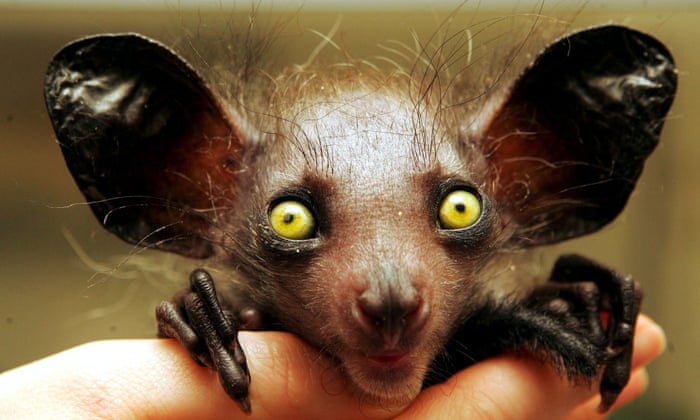 Looking back: Animals | | The Guardian Looking back: Animals | | The Guardian