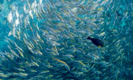 Shoal of fish