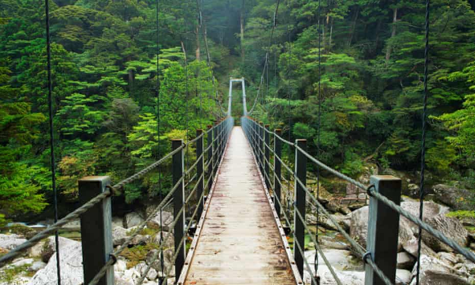 A suspension bridge crossing a river in lush rainforest on the southern island of Yakushima, Japan