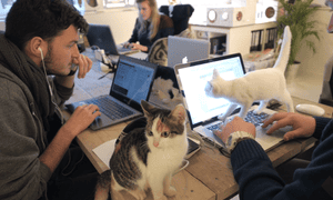 Cats on office keyboards to get rid of nerves