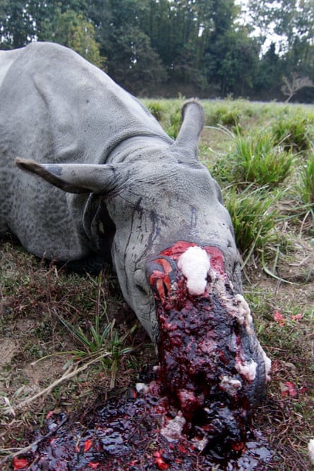 The dead body of a Indian rhinoceros, which was killed by poachers this year in Assam, India. Several rhino species are on the edge of extinction due to demand for their horns.