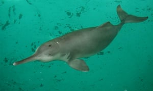 The baiji, or Yangtze river dolphin, was declared functionally extinct in 2006. The species, which has swam the Yangtze for some 20 million years, was the first cetacean to go extinct due to human activities. Overfishing, habitat destruction, electrofishing, boat traffic, dam-building and pollution all likely played a role in the species' demise. 