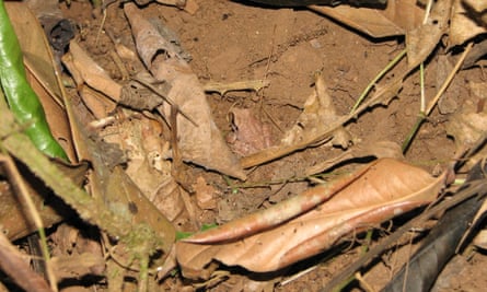 camouflage frog