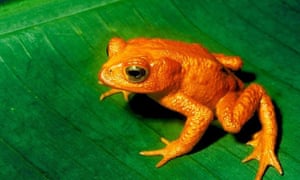 Some scientists argue that amphibians are already experiencing a mass extinction. The golden toad has not been seen since 1989 and is believed extinct, possibly due to a combination of habitat loss and the chytrid fungus which has wiped out amphibians around the world. It's believed the chytrid fungus was delivered via international travelers. 