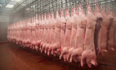 Pig carcasses hanging in an abattoir in Yorkshire, England. Demand for meat, which is rising globally, is a significant driver of deforestation, habitat destruction and climate change.