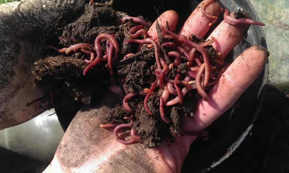 Hands holding soil and worms