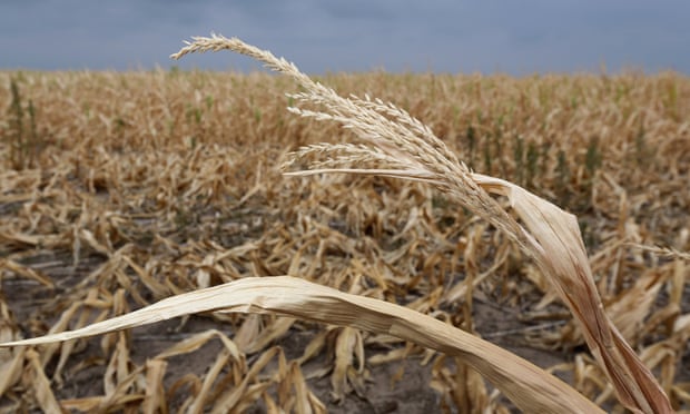 Dry stalks of corn, ravaged by drought, stand in a failed corn field on August 24, 2012 near Colby, Kansas.  Plants like carbon dioxide, but they don't thrive under the intense hot and dry conditions that go along with it.