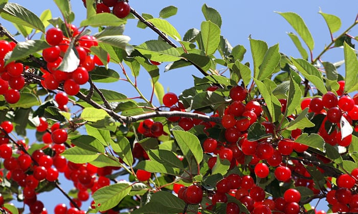 Gardens: sweet on sour cherries | Gardening advice | The Guardian
