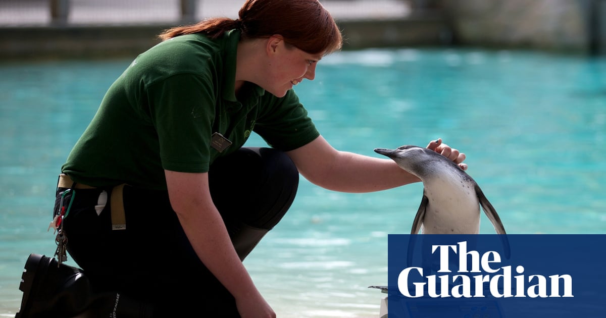 From lemurs to rhinos: how to get a job working with animals – live chat |  Live Q&A | The Guardian