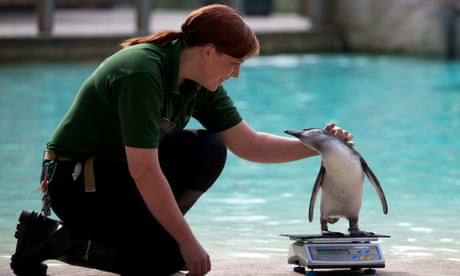 Want to work with animals? Six ways to get a job on the wild side | Career  choices | The Guardian