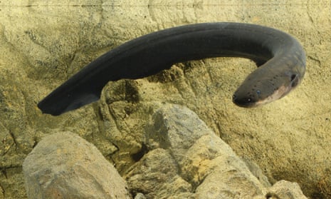 The electric eel (Electrophorus electricus). Photograph: Kenneth Catania/ Vanderbilt University