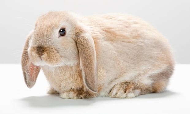 A rabbit with long ears