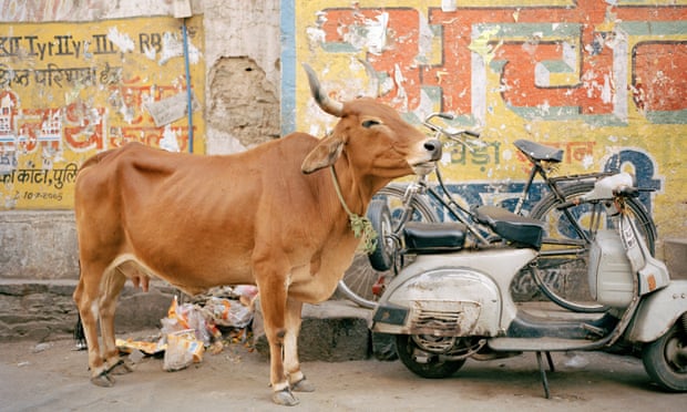 Cows are considered sacred by India's Hindus, who make up about 80% of the population.