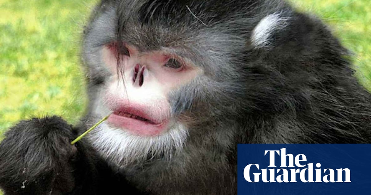 The sneezing monkey with an upturned face, and other other weird species |  Endangered species | The Guardian