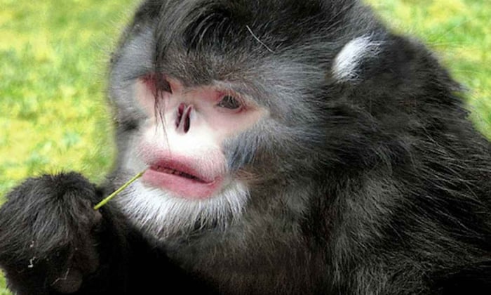 The sneezing monkey with an upturned face, and other other weird species |  Endangered species | The Guardian