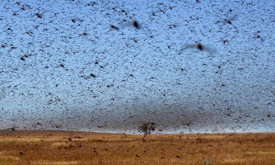 A swarm of locusts in south-west Madagascar in 2013. Photograph: AFP/Getty Images