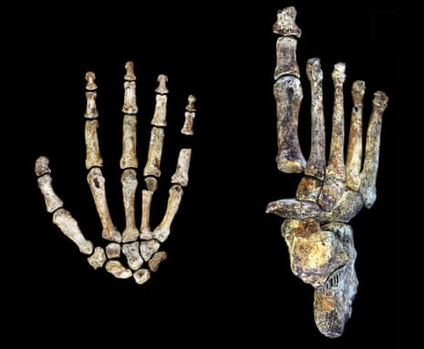 Hand and foot of Homo naledi