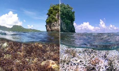 A before and after image of bleaching in American Samoa