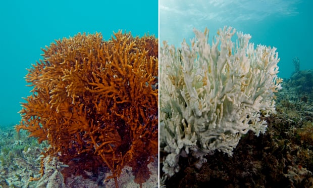 A fire coral in Bermuda. The one on the left is a healthy while the one on the right is completely bleached.
