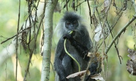 A Germain’s silver langur takes a snack break after being released in Angkor Wat last December by Wildlife Alliance.