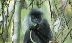A Germain’s silver langur takes a snack break after being released in Angkor Wat last December by Wildlife Alliance.