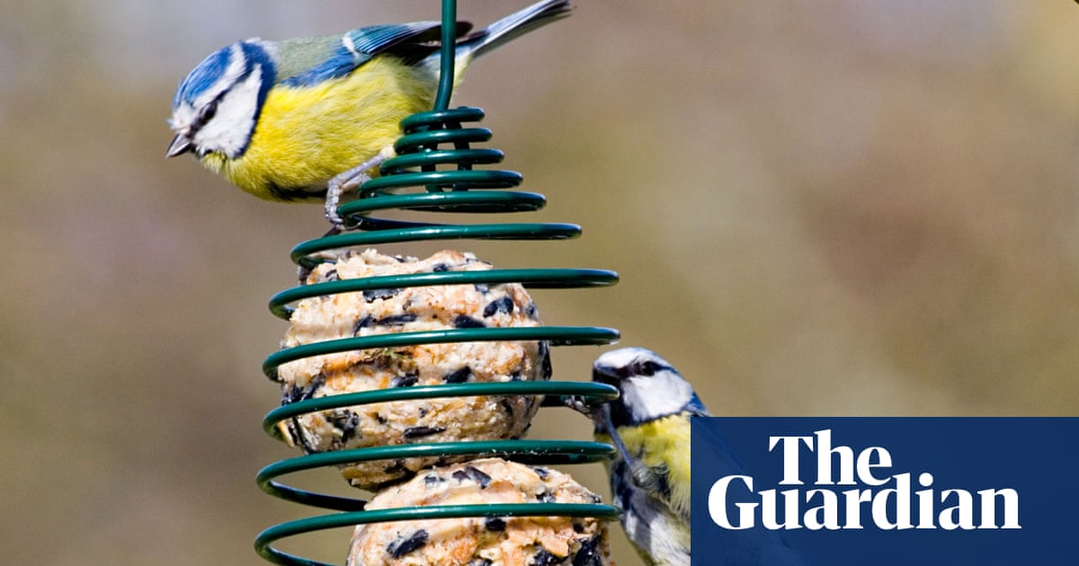 Should I Feed The Birds Visiting My Garden With Fatballs Birds The Guardian