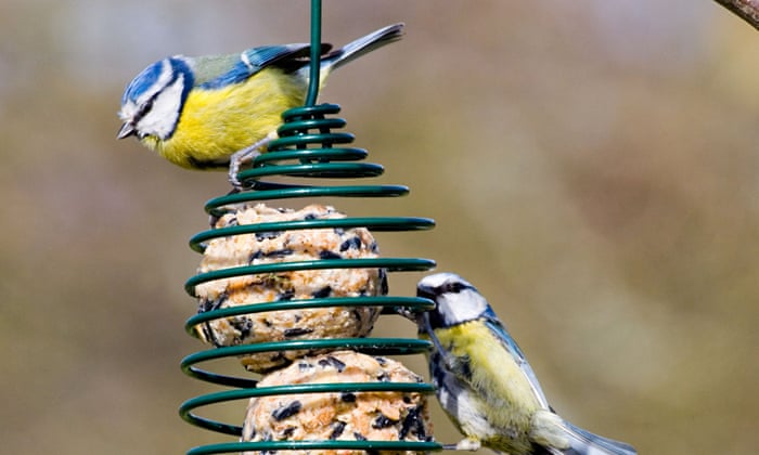 Should I Feed The Birds Visiting My Garden With Fatballs Birds The Guardian