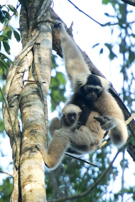 Pileated gibbon mom, Saranik, with her wild-born baby named Spider. Saranik was released into the Angkor Wat forest in 2012 with her partner, Baray. They were the first pileated gibbons to be rewildled in Cambodia.  