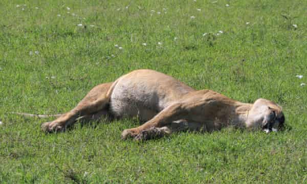 The Marsh Pride End Of An Era Environment The Guardian