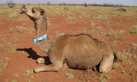 judas camel