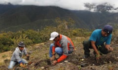Workers plant seedlings for reforestation in Peru