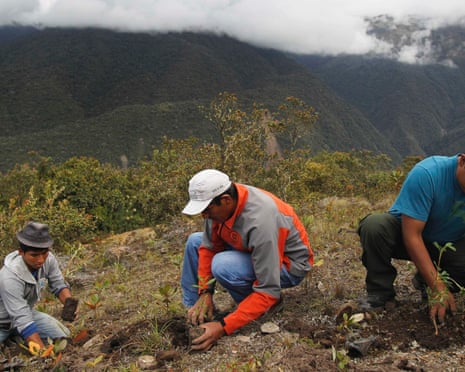 Workers plant seedlings for reforestation in Peru