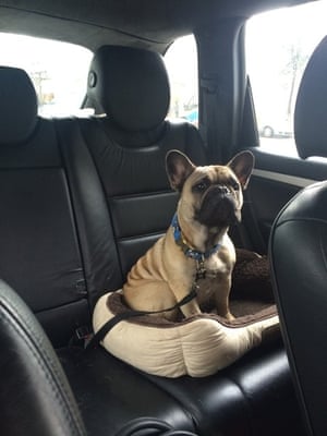Alfie chilling in the back of the car