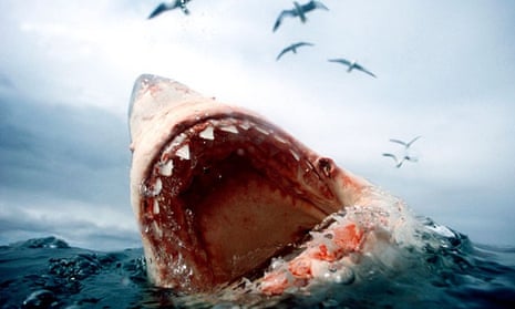 Deadly shark attacks plummet to just three worldwide in 2014 | Sharks | The Guardian