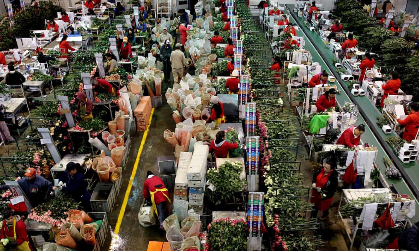 Photo of flowers being tied together on process lines in Colombia.