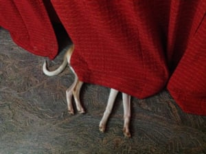 a dog hiding under a curtain its legs are the only visible part of it