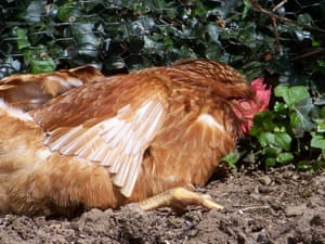 a hen with its eyes closed laying in the sun
