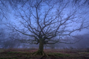 SOMERSET, UNITED KINGDOM - FEBRUARY 09: A bare tree stands in the mist on a very cold winters day in the Quantock hills on February 09, 2015 in Bridgewater, Somerset, England.