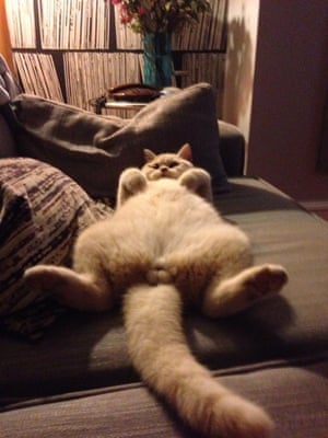 a cat lying on its back on a sofa with its genitals on show