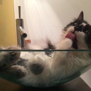 cat licking its paw in a sink