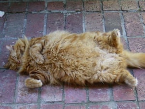 large ginger cat lying on its back on a brick floor