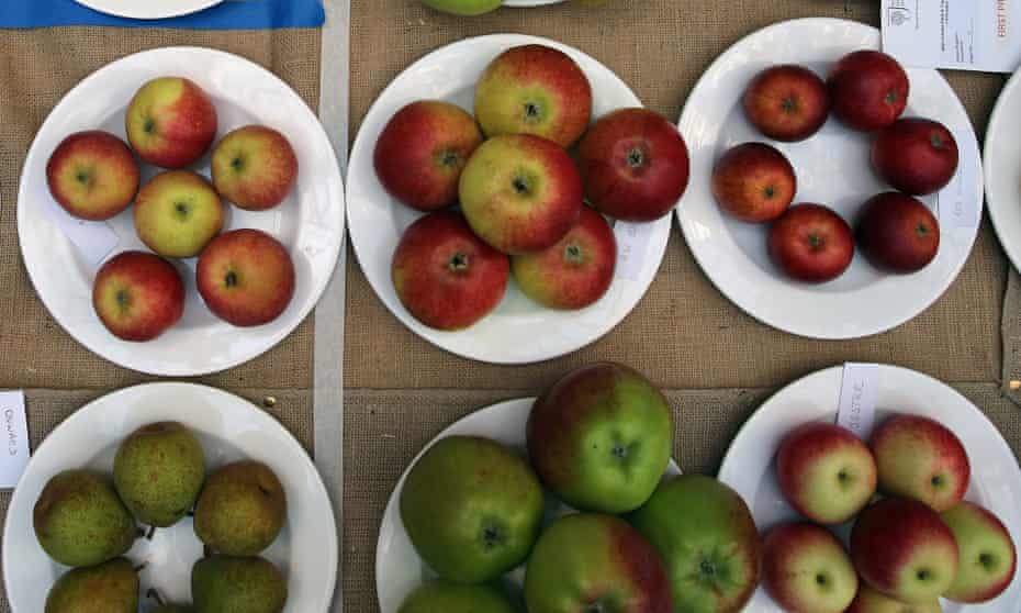 Non-GM apples. A Canadian company's two genetically modified varieties have been approved by US regulators.
