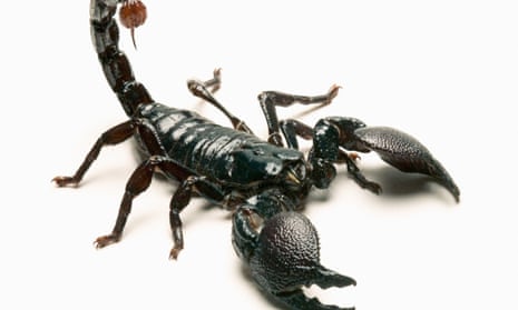 Scorpion on a plane: flight attendants kill arachnid after it stings  passenger | US news | The Guardian