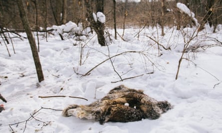A pelt of fur is all that remains of a boar eaten by a tiger about two weeks previously.