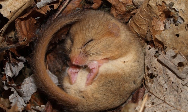 By directly manipulating the brains of sleeping mice, researchers tricked the animals into thinking they had received a reward at a specific place.