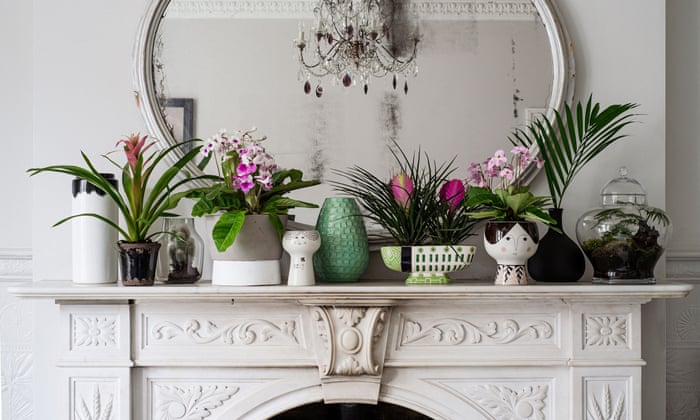 How To Make The Most Of House Plants Life And Style The Guardian