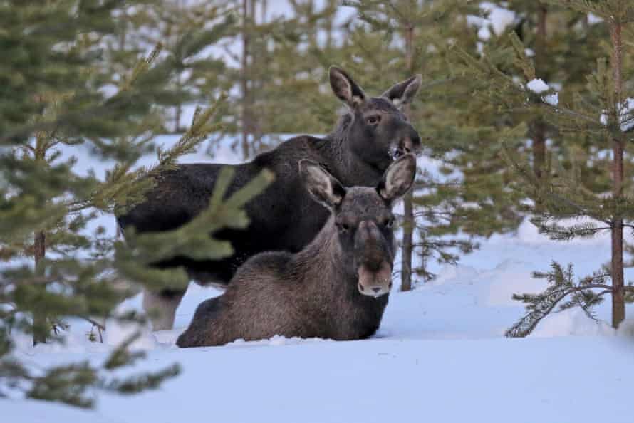 Moose mother and baby.